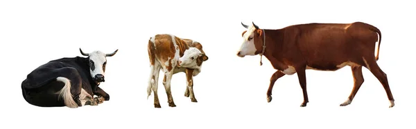 depositphotos_368055146-stock-photo-collage-cows-white-background-banner.jpg